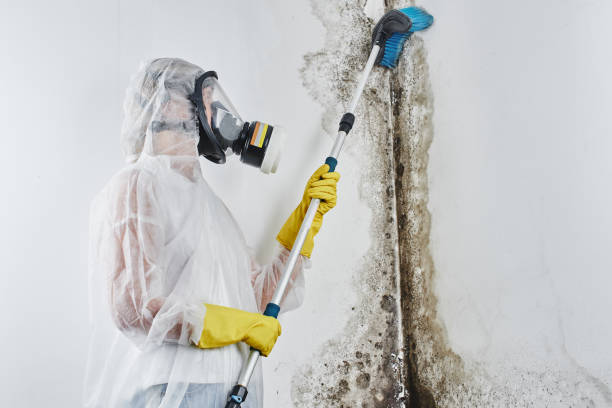 Mold Testing and Removal in South Lebanon, OH