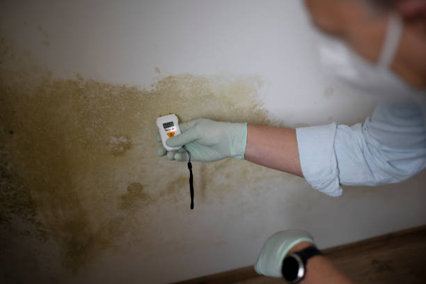 Best Mold Damage Repair  in South Lebanon, OH