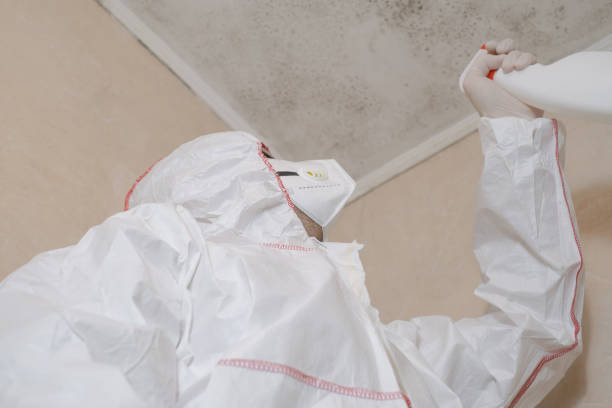 Best Office Mold Removal Services  in South Lebanon, OH