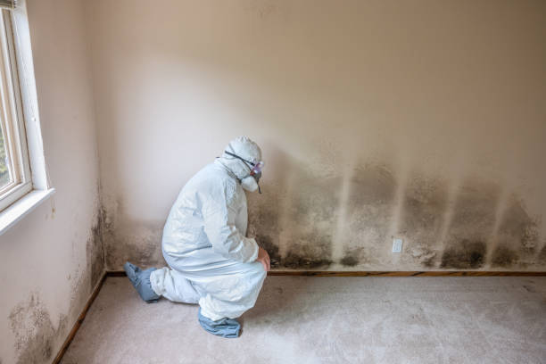 Best Attic Mold Removal  in South Lebanon, OH