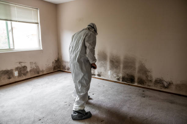 Best Commercial Mold Removal  in South Lebanon, OH