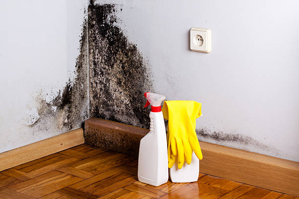 Best Attic Mold Removal  in South Lebanon, OH