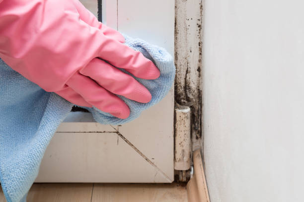 Best Certified Mold Removal  in South Lebanon, OH