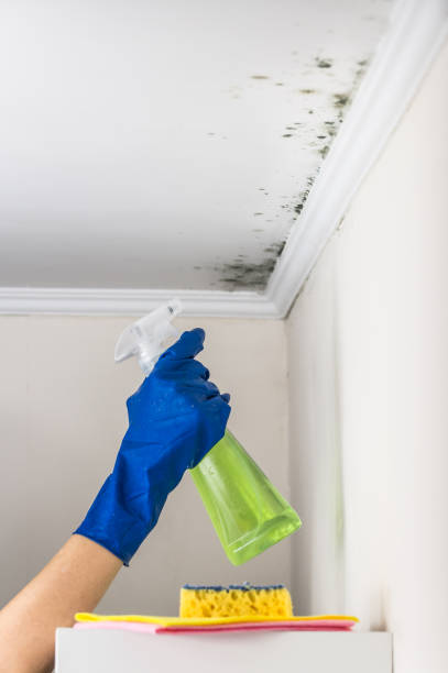 Best Emergency Mold Removal  in South Lebanon, OH